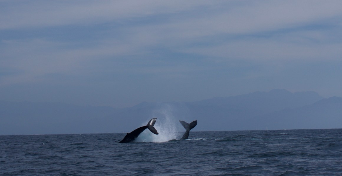 Two whales slapping their tails against the water in a show of force!