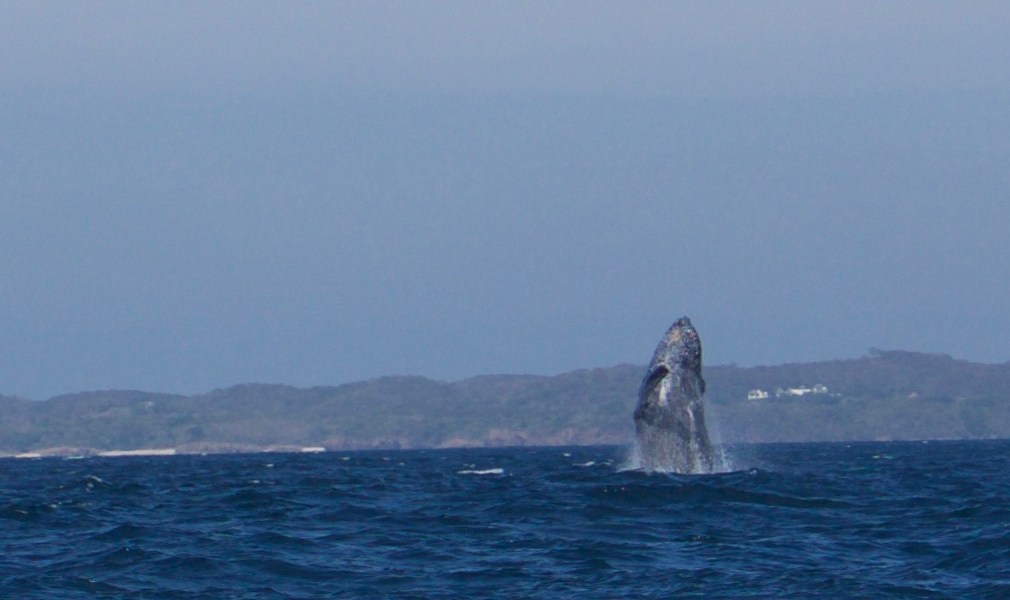 Whale breaching